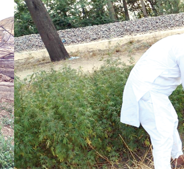 Bhang copy कृषि एवं किसान कल्याण विभाग की टीम ने भांग के पौधों को नष्ट करने का कार्य किया शुरू : उपायुक्त प्रदीप दहिया